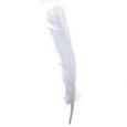 Long Quill Feathers
